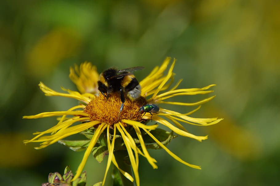 flowers, insect, macro, nature, bee, plant, animal themes, animals in the wild HD wallpaper