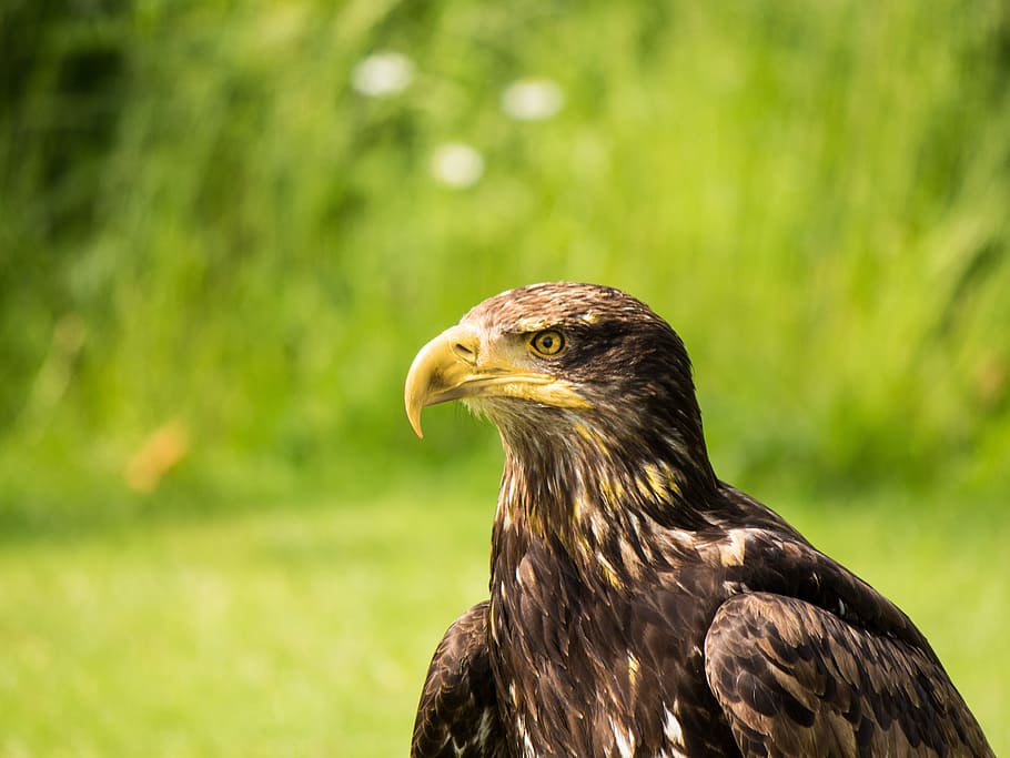 eagle head, bird, plumage, fly, birds, raptor, feather, animals HD wallpaper