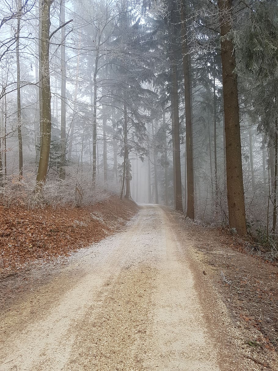forest path, trees, nature, landscape, mood, the way forward HD wallpaper