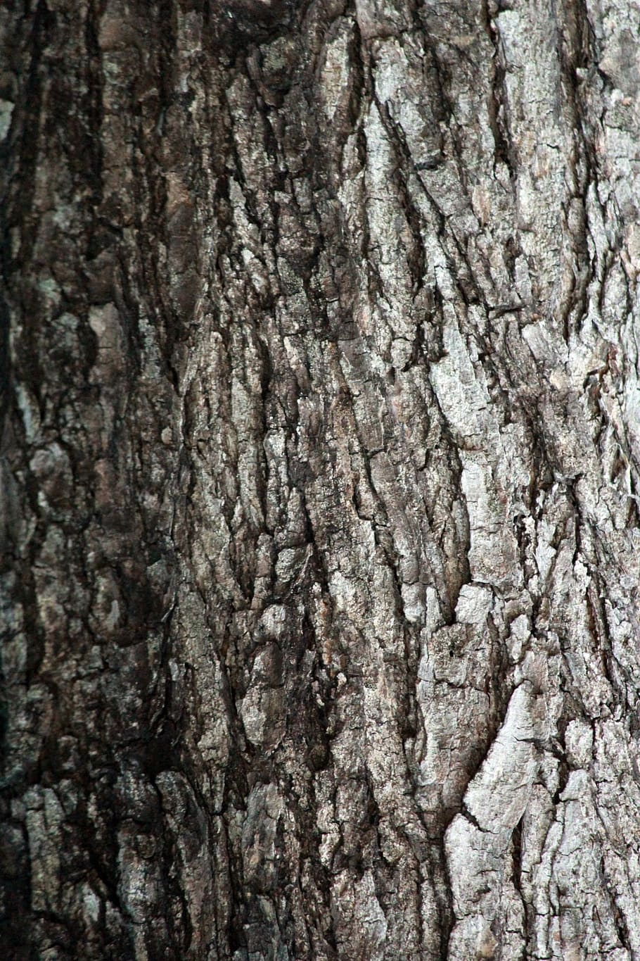 tree bark texture, woody, background, rough, pattern, abstract HD wallpaper