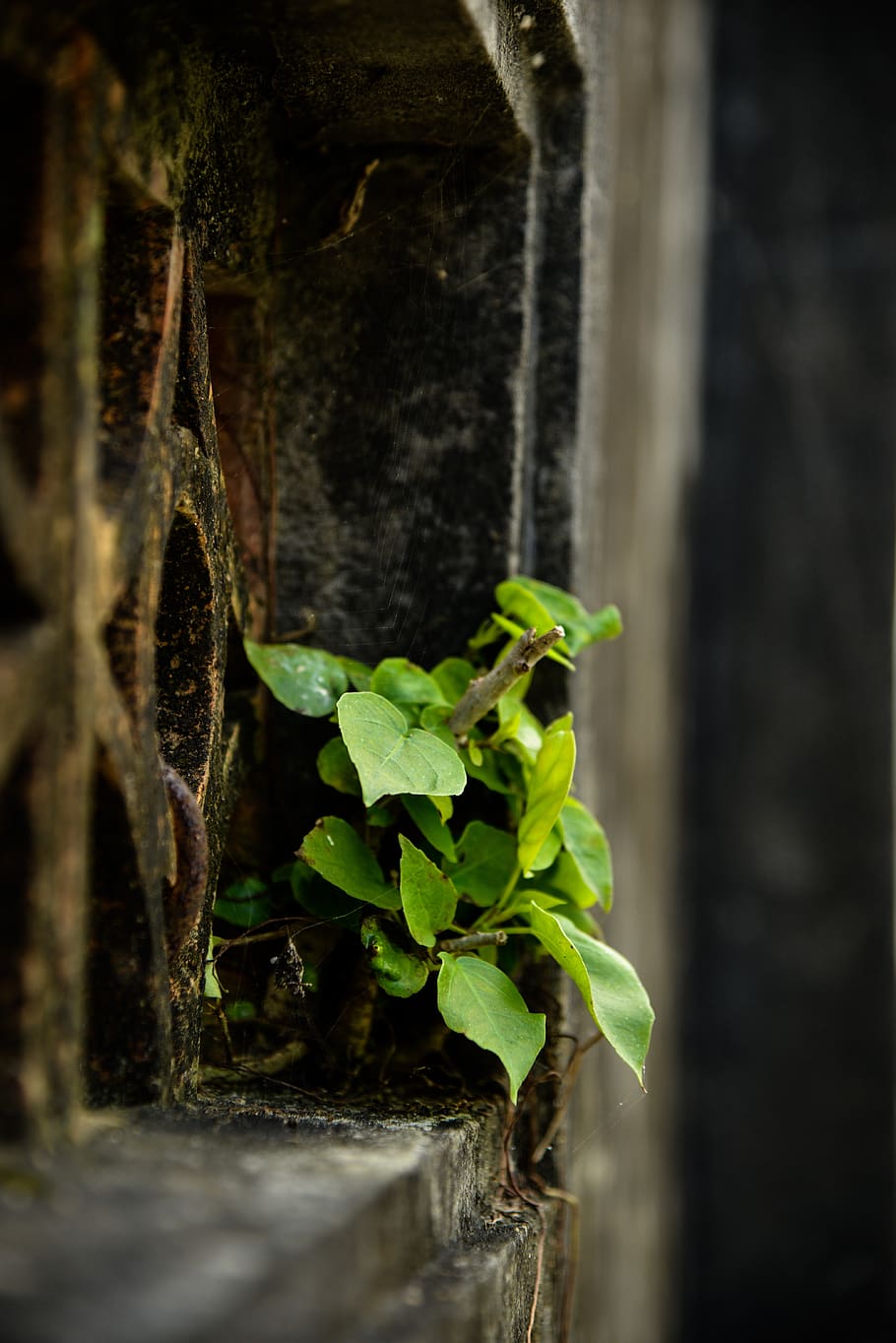 tree, natural, plant part, leaf, green color, growth, nature HD wallpaper