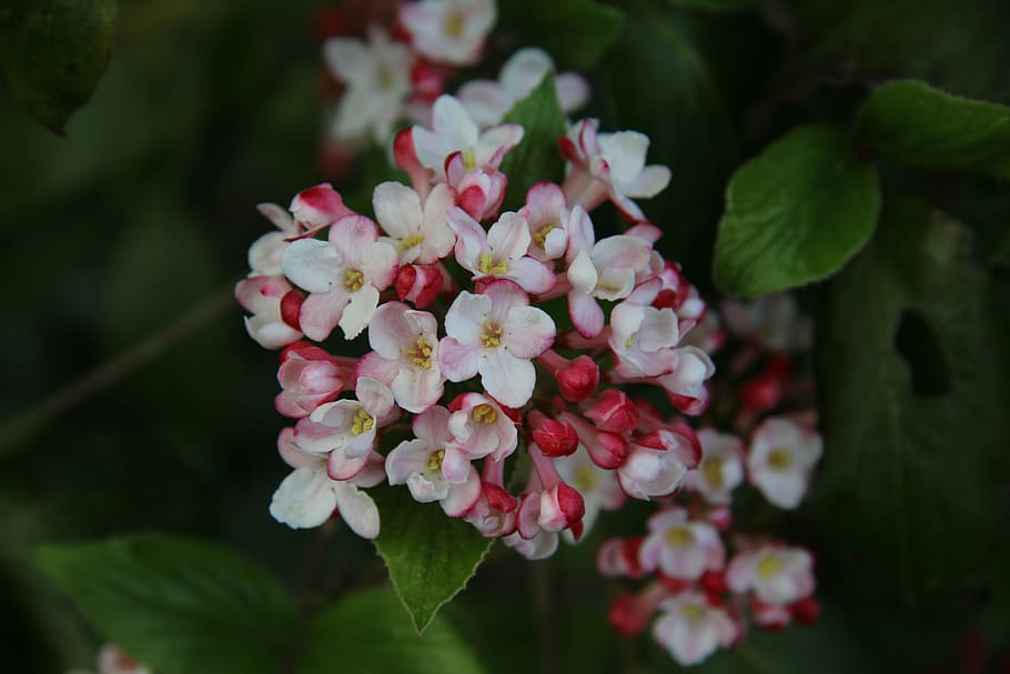 viburnum, flowering shrub, spring, garden, nature, white, vulnerability, HD wallpaper