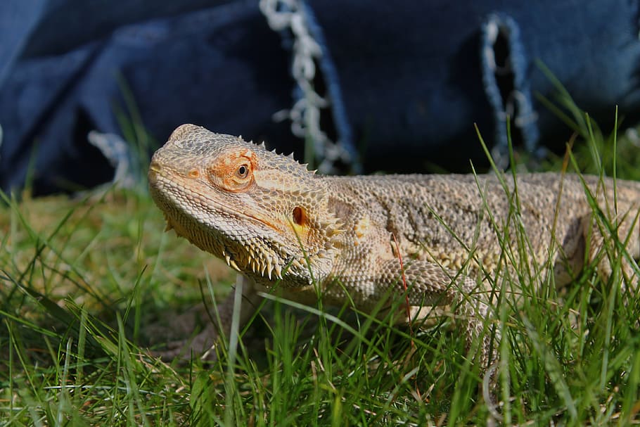 Bearded Dragon, Dragon, Lizard, Cool, Awesome, animal, young HD wallpaper