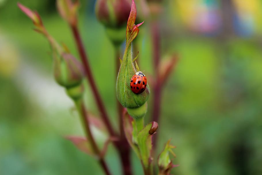 ladybug, insect, red, nature, plant, green Color, close-up HD wallpaper