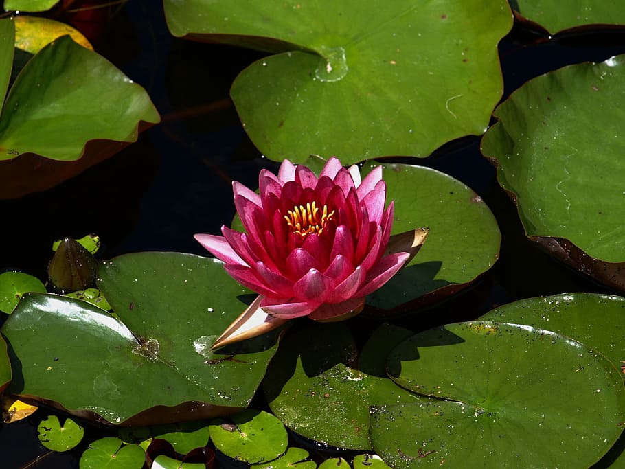waterlily, water lily, flower, leaf, plant part, lake, freshness HD wallpaper