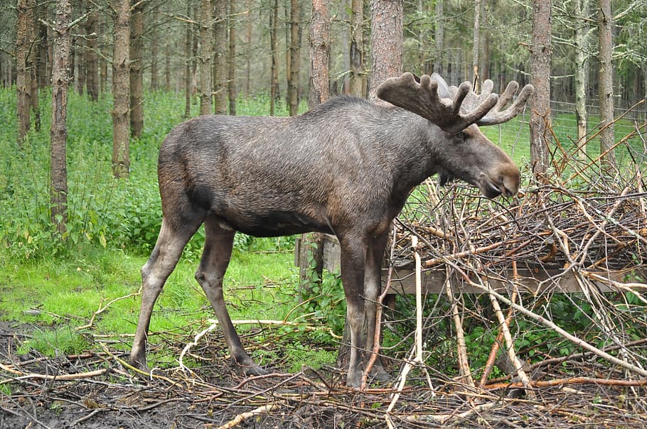 gray and brown moose standing on brown tree branches, sweden HD wallpaper