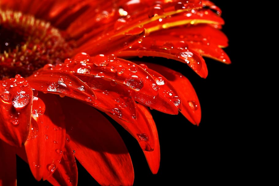 HD wallpaper: photo of red rose, flower, drop, nature, live, wet, rain ...