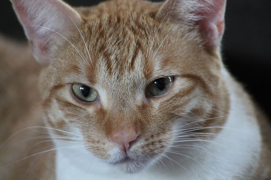 cat, animal, pet, animal themes, mammal, domestic, domestic animals HD wallpaper