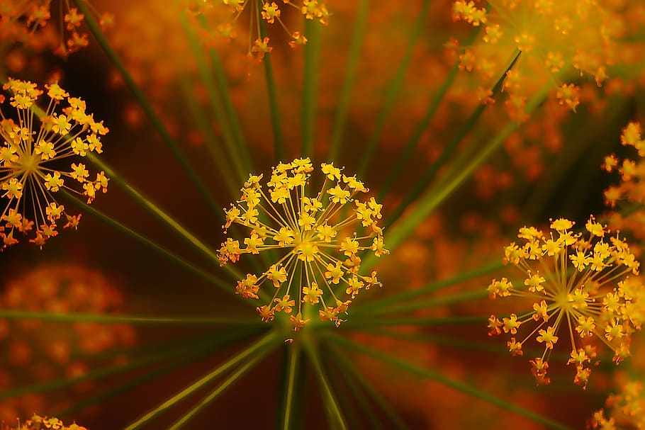 plant, flower, nature, spring, floral, garden, green, leaf HD wallpaper