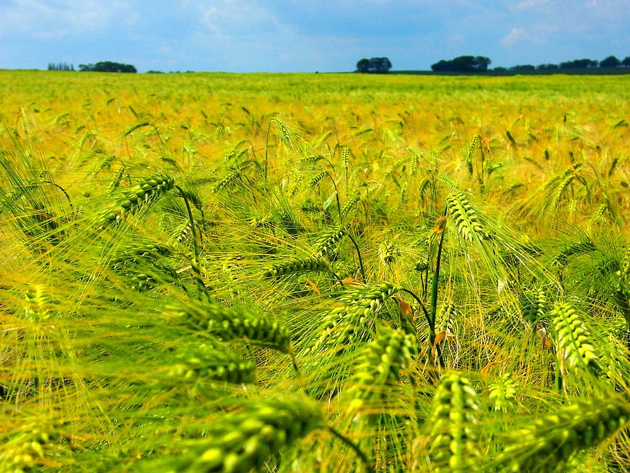 cornfield, cereals, grain, agriculture, arable, summer, sky HD wallpaper