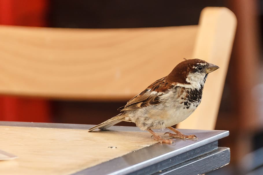 bird, sparrow, foraging, sperling, birds, songbird, food, animal themes HD wallpaper