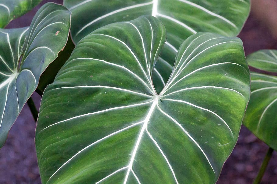 philodendron gloriosum, leaves, bush, green, colombia, plant, HD wallpaper