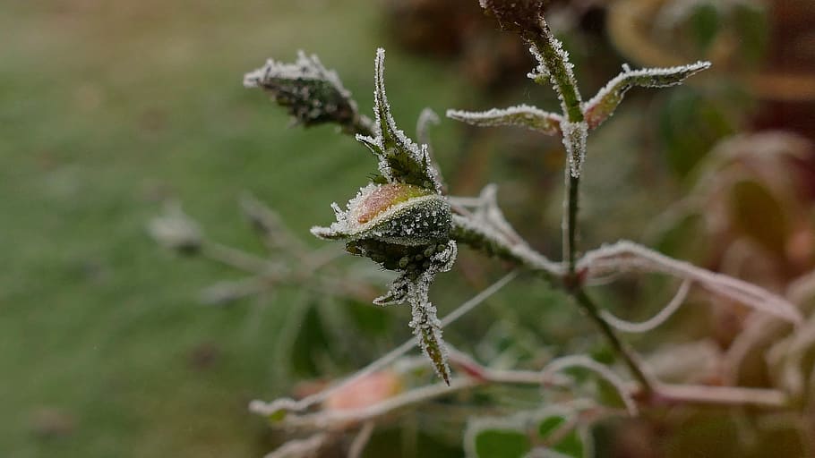 Rosebud, Hoarfrost, Cold, Crystals, autumn, nature, eiskristalle, HD wallpaper