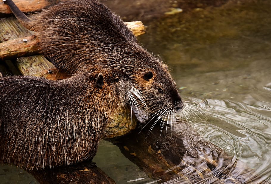 two brown Beavers on tree trunk near body of water during daytime HD wallpaper