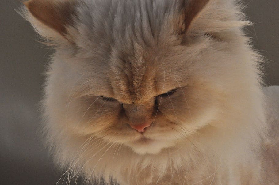 Himalayan Cat, Female, female cat, white cat, furry, fluffy, HD wallpaper