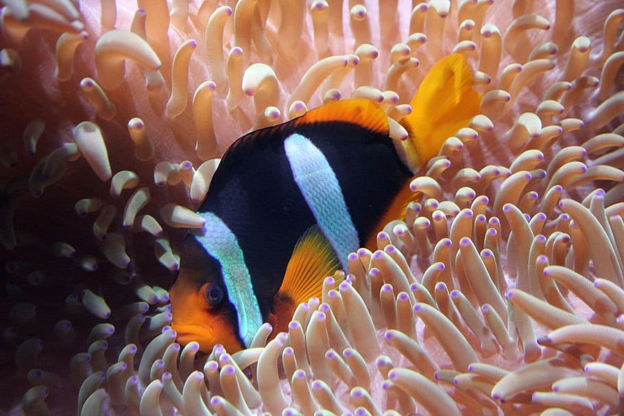 black and orange clown fish, Aquarium, Sea, Dive, Fish, Tank