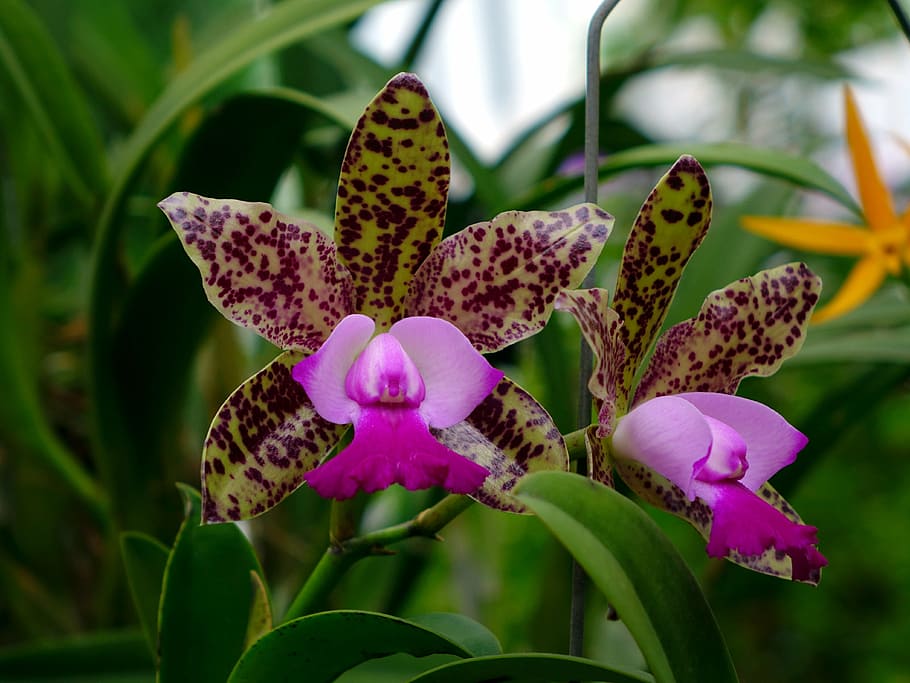 two pink orchids, flower, floral, bloom, branch, closeup, green HD wallpaper