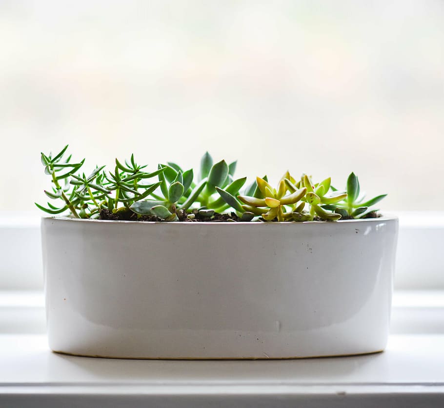 green succulent plant on white ceramic pot, rosemary, herb, green color, HD wallpaper