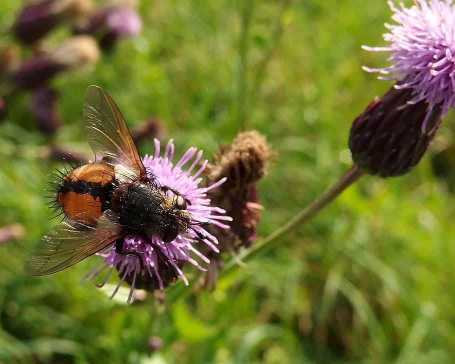fly, thistle, autumn grazing, insect, nature, bee, flower, pollination HD wallpaper