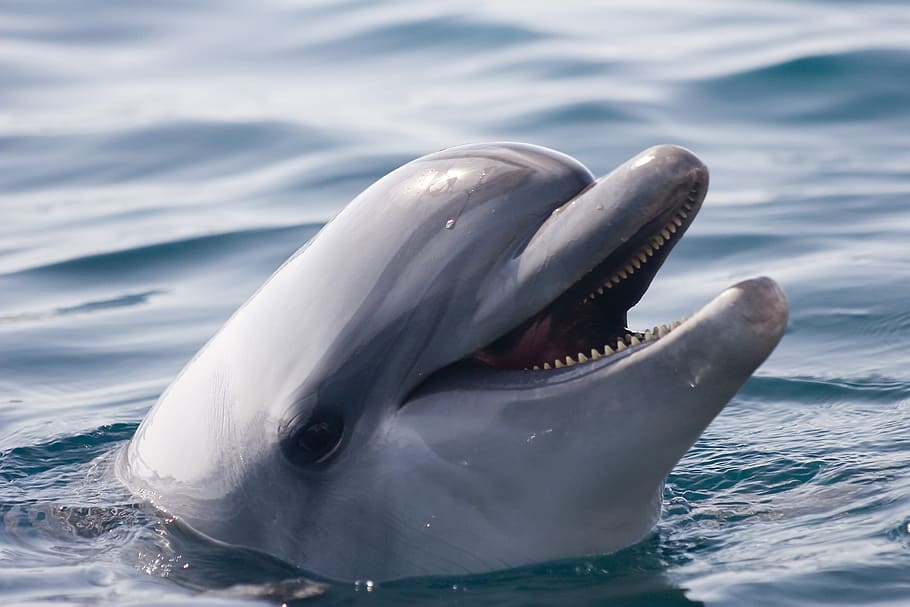 gray dolphin on water, nature, marine, fish, animal, smart HD wallpaper