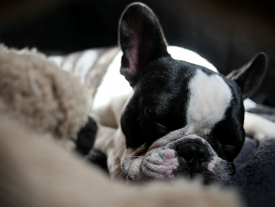 macro shot of black and white puppy, dog lying down on carpet, HD wallpaper