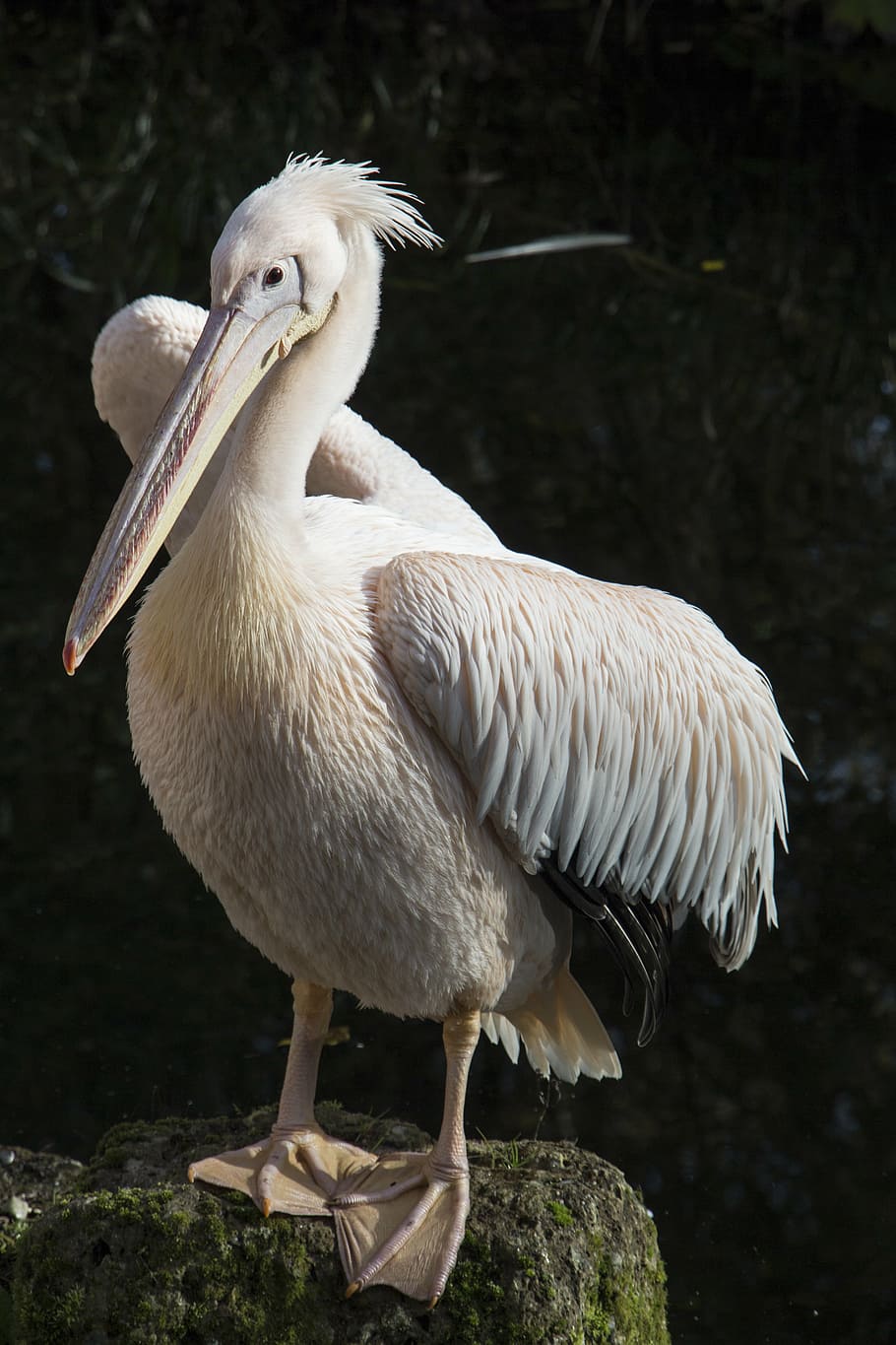 pelican, white, feather, bird, sea, animal, nature, wild, vertebrate HD wallpaper