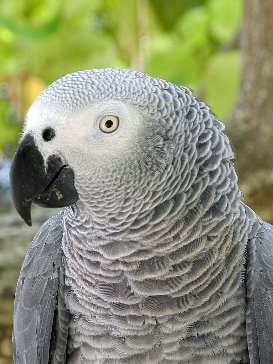 parrot, grey, head, feather, animal themes, animal wildlife HD wallpaper