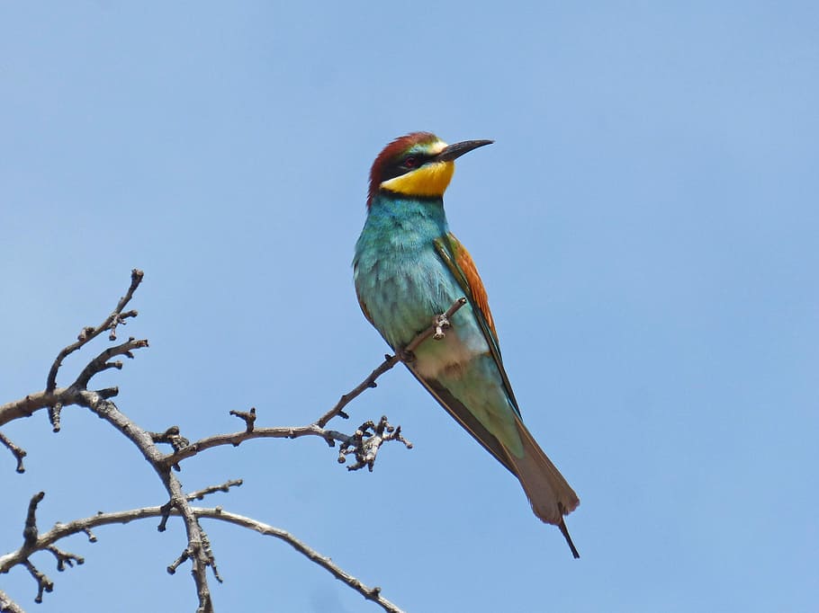 bee-eater, abellerol, bird, merops apiaster, branch, almond tree HD wallpaper