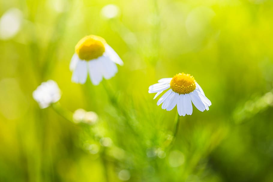 Wonderful Daisy with Bright Background, flowers, grass, green HD wallpaper