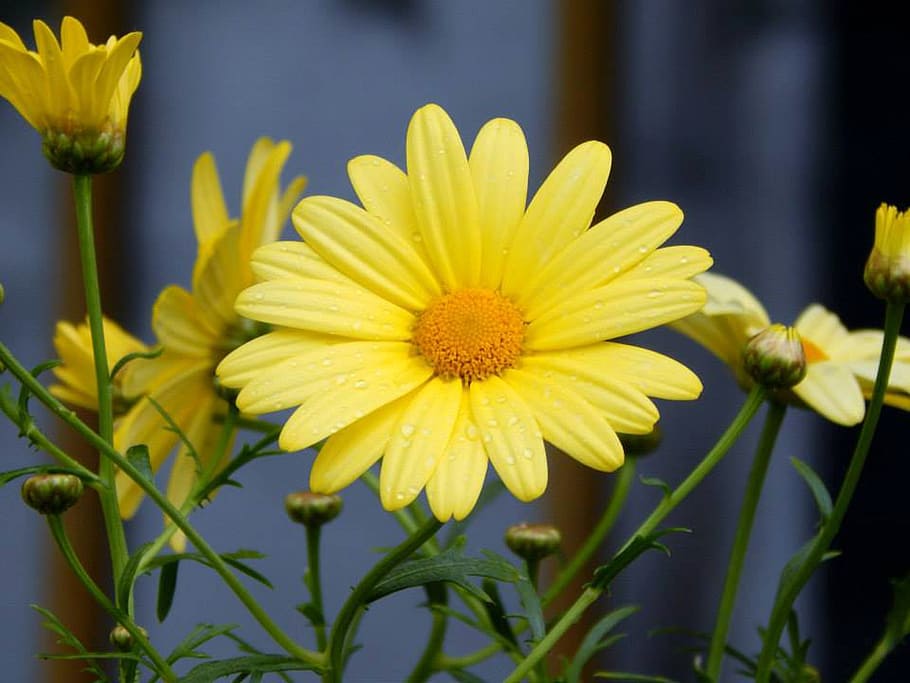 daisy, flower, spring, summer, yellow, nature, plant, floral HD wallpaper