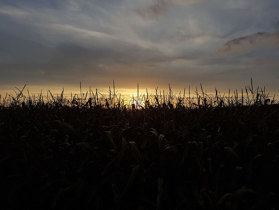 corn, nature, sun, sky, cloud - sky, sunset, field, land, plant HD wallpaper
