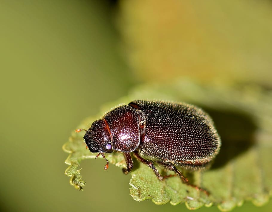 brown beetle perching on green leaf in selective-focus photography HD wallpaper