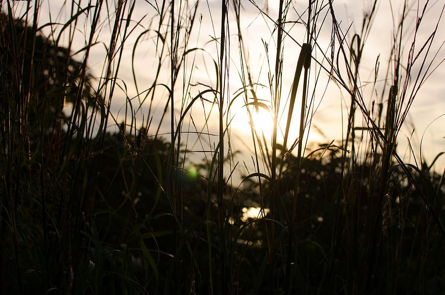 silhouette photo of grass, green, fields, sunset, nature, plant HD wallpaper