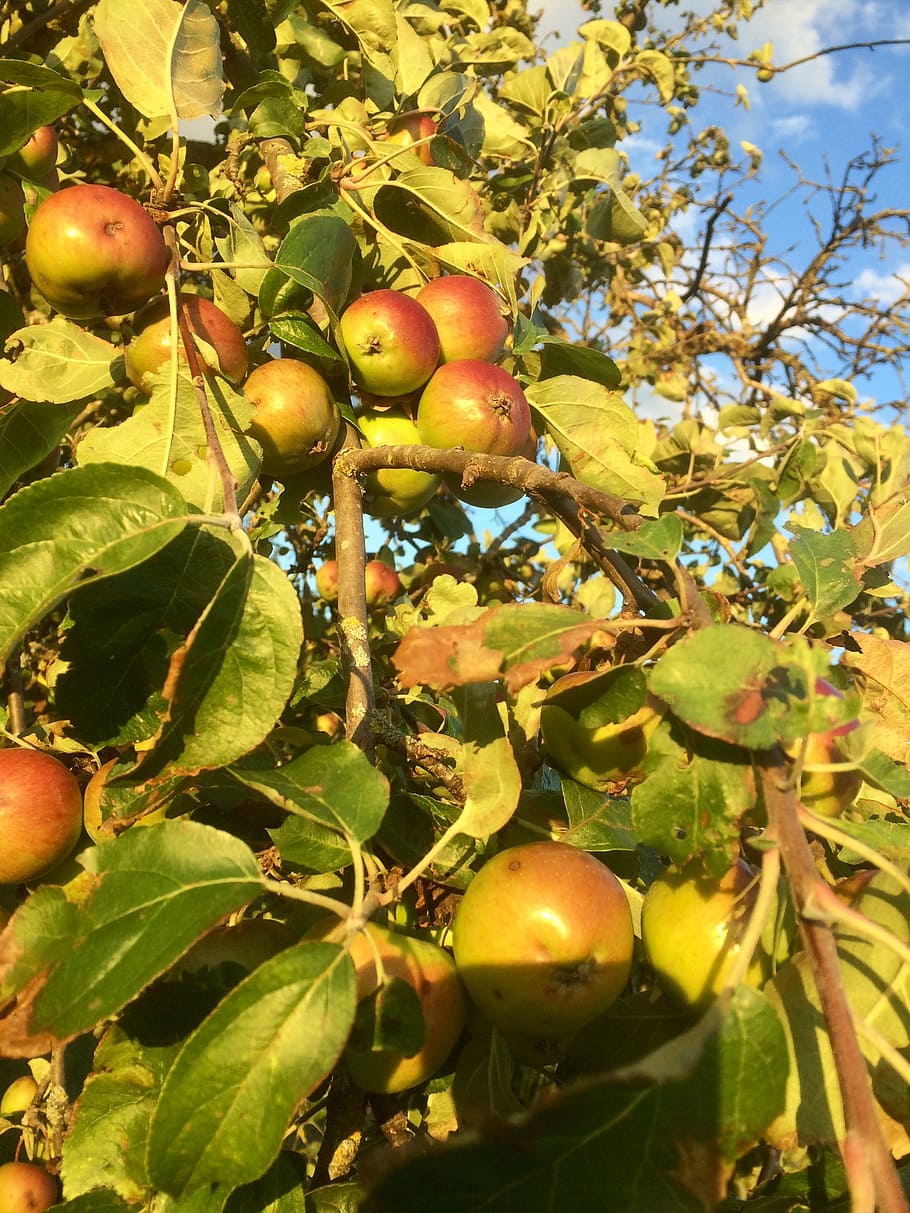 fruits, fruit tree, apple, boskop, sweet, healthy eating, food and drink HD wallpaper