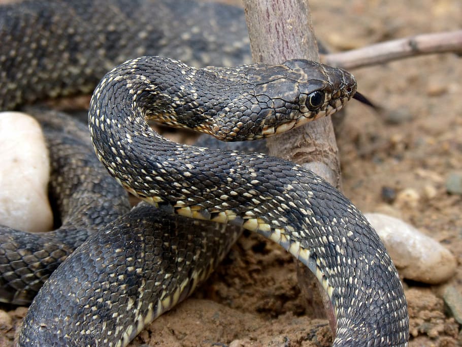 HD wallpaper: snake, threat, legua bifida, culebra de herradura ...