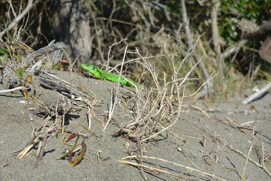 lizard, sand, sun, plant, land, day, nature, no people, tree HD wallpaper