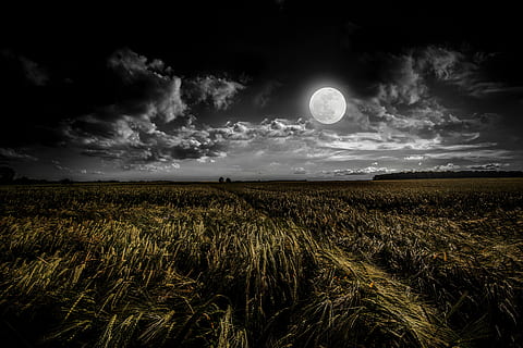 green grassland during night time, green grass under full moon HD wallpaper