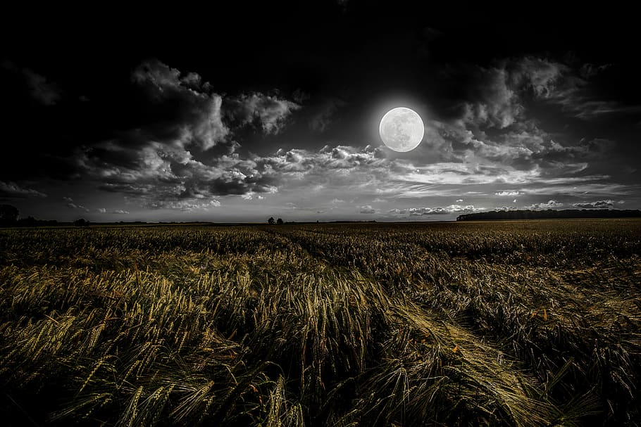 green grassland during night time, green grass under full moon, HD wallpaper