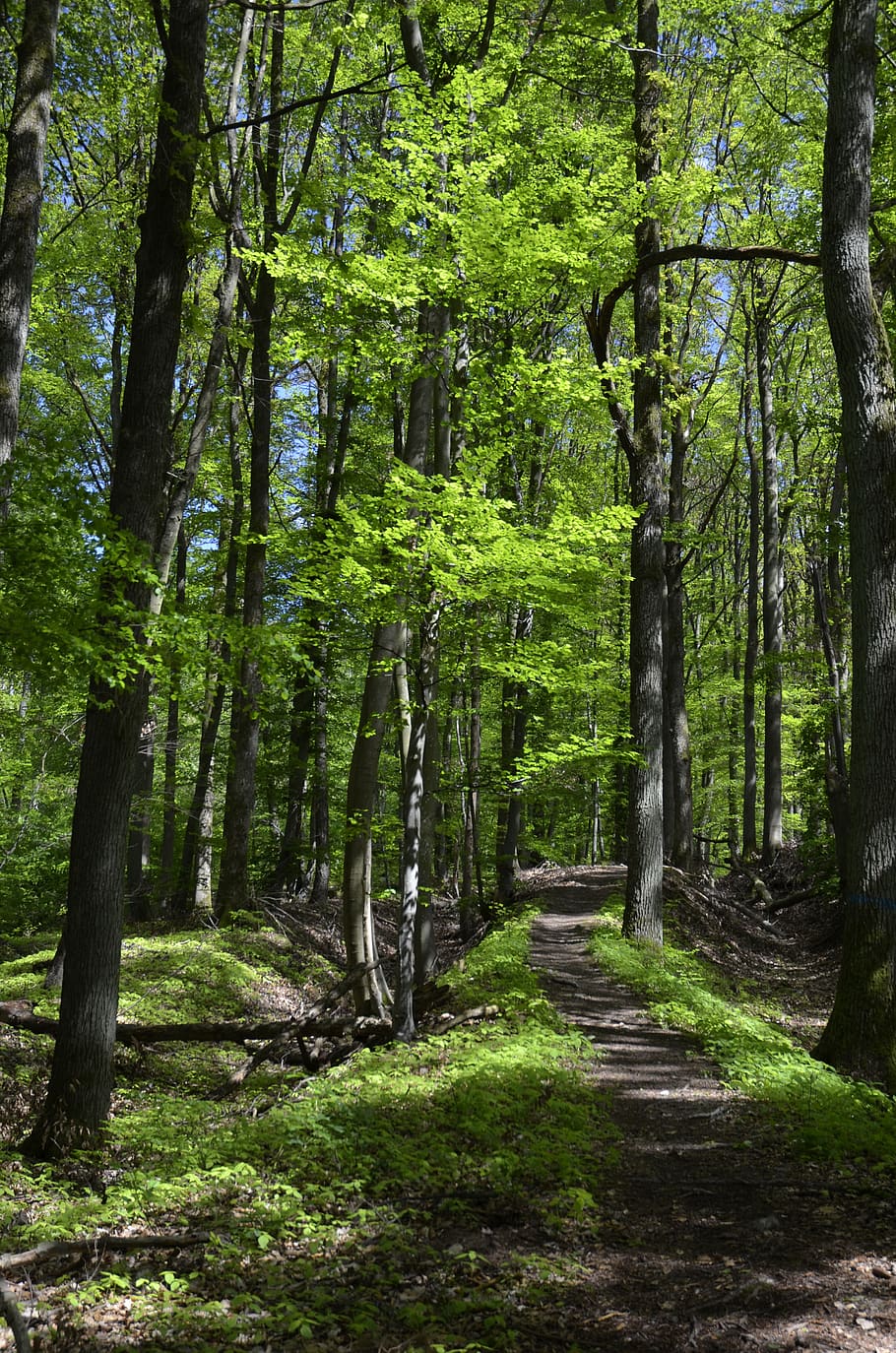 forest, forest path, away, nature, trees, spring, sunny, green HD wallpaper