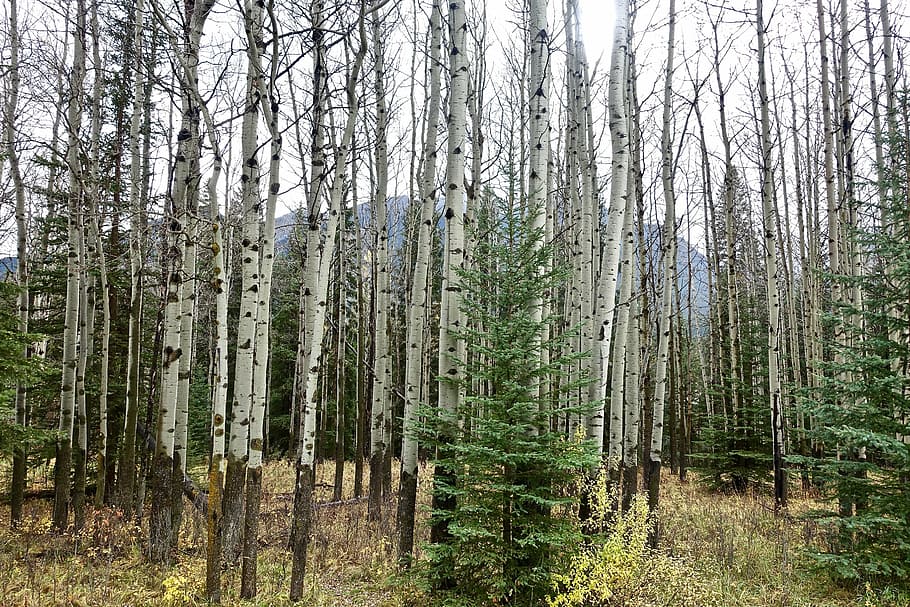 trees, birch, forest, trunks, pattern, nature, white, outdoors HD wallpaper