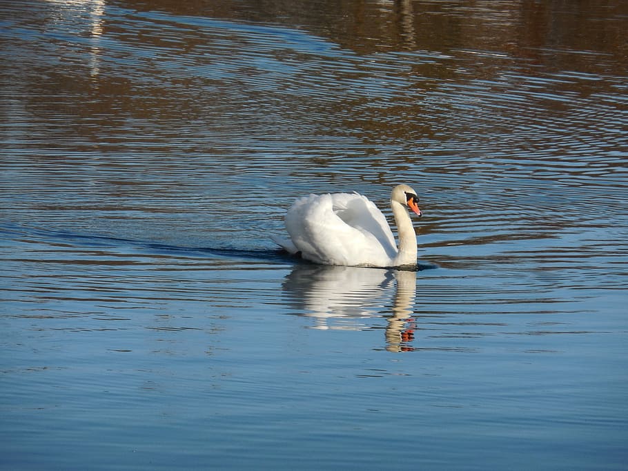 Swan, Elegance, Lake, animals in the wild, one animal, swimming HD wallpaper