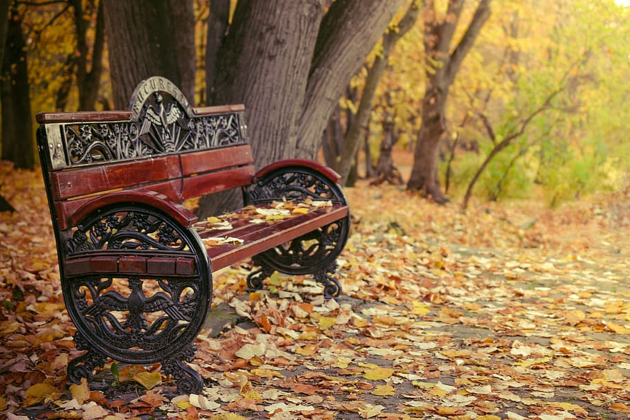 selective focus photography of brown wooden bench, Travel, Nature, HD wallpaper