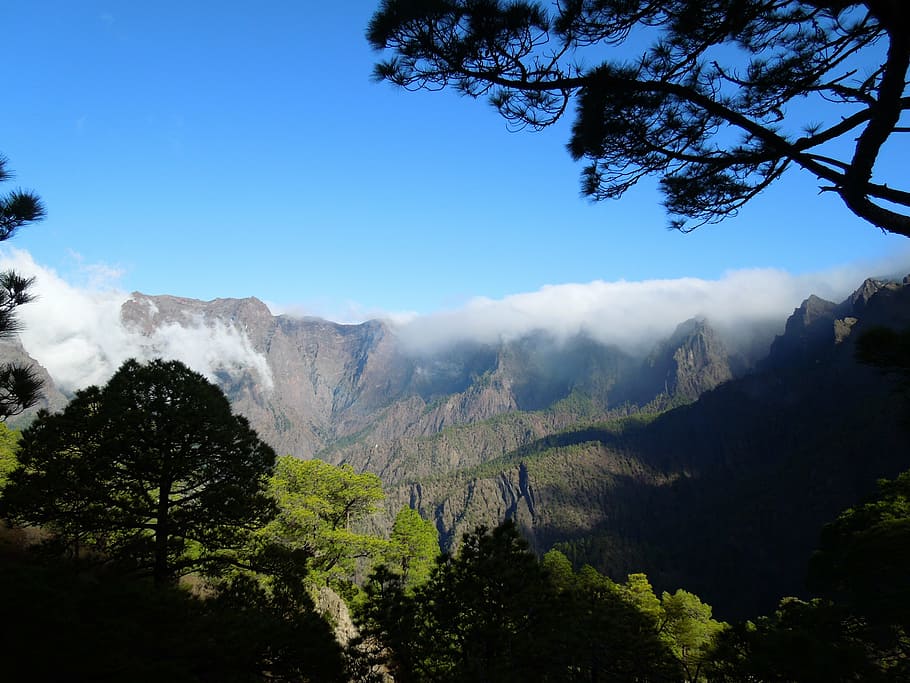 la palma, nature, canary islands, hiking, caldera, fog, tree, HD wallpaper