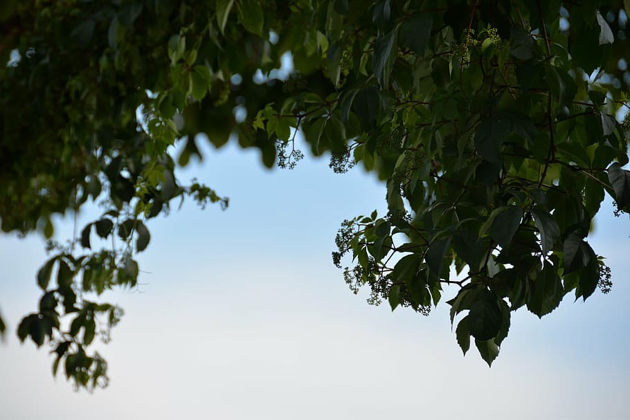 sky, green, trees, grass, green field, sunny, spring, summer HD wallpaper
