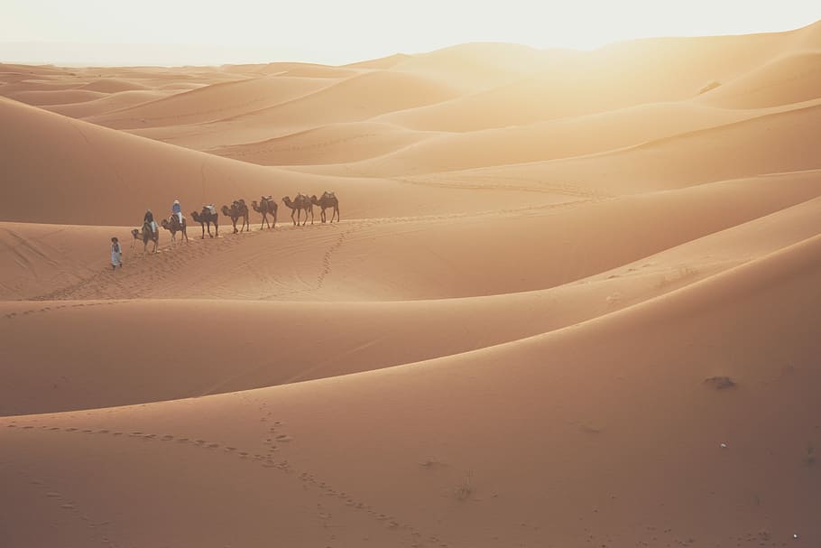 camel walking in the desert at daytime, people and camels crossing desert during daytime HD wallpaper