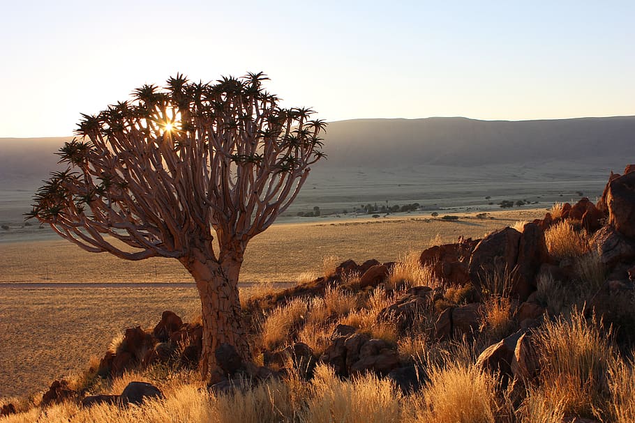 quiver tree, namibia, sunset, desert, landscape, nature, africa HD wallpaper