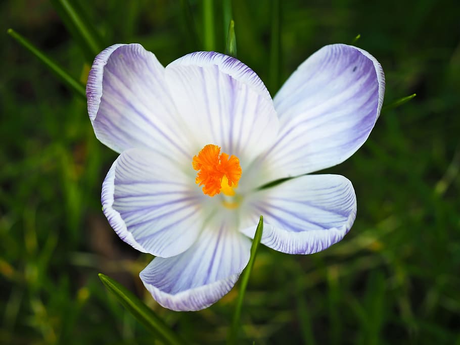 crocus, spring, flower, white, blossom, bloom, spring flower HD wallpaper