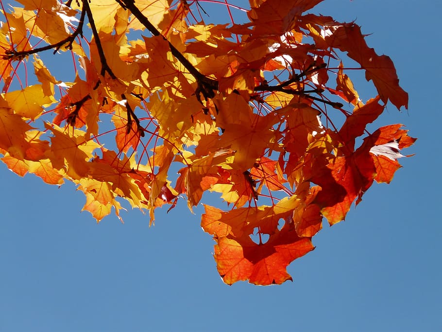 Hd Wallpaper Wind Maple Leaves Flutter Autumn Blow Windy Deris