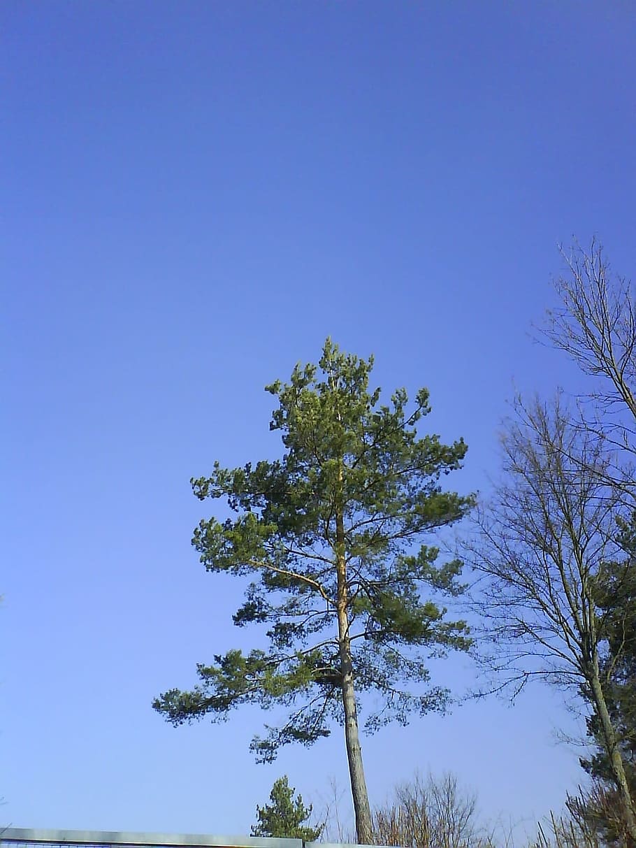 Tree, Blue, Green, Green, Sky, Nature, Leaves, plant, outdoors HD wallpaper