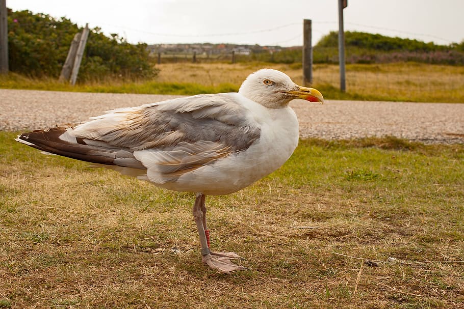 seagull, island, bird, north sea, amrum, one animal, animal themes